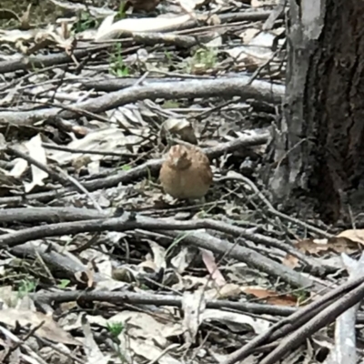 Turnix velox (Little Buttonquail) at Tidbinbilla Nature Reserve - 9 Dec 2018 by TidNam