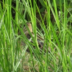 Gallinago hardwickii (Latham's Snipe) at Fyshwick, ACT - 15 Dec 2018 by BenW