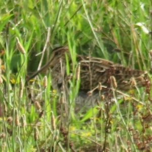 Gallinago hardwickii at Fyshwick, ACT - 15 Dec 2018