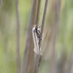 Philobota pilipes at Michelago, NSW - 29 Oct 2018