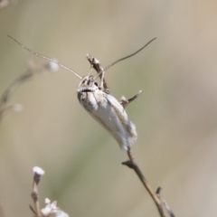 Philobota pilipes at Michelago, NSW - 29 Oct 2018