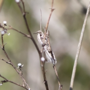 Philobota pilipes at Michelago, NSW - 29 Oct 2018