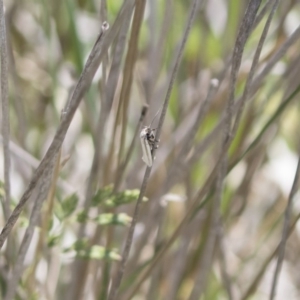 Philobota pilipes at Michelago, NSW - 29 Oct 2018 11:19 AM