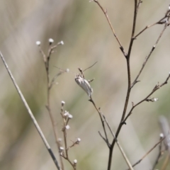 Philobota pilipes at Michelago, NSW - 29 Oct 2018 11:19 AM