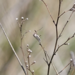 Philobota pilipes at Michelago, NSW - 29 Oct 2018