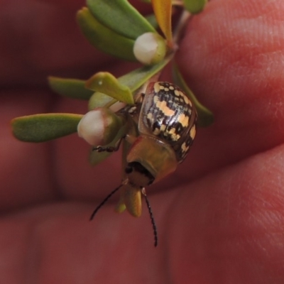 Paropsis pictipennis (Tea-tree button beetle) at Gigerline Nature Reserve - 9 Dec 2018 by michaelb