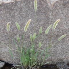Polypogon monspeliensis (Annual Beard Grass) at Tharwa, ACT - 9 Dec 2018 by MichaelBedingfield