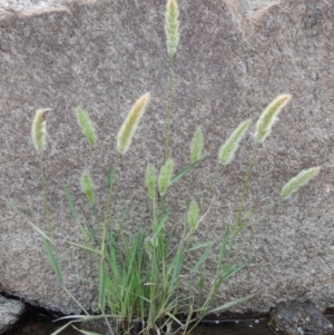 Polypogon monspeliensis at Tharwa, ACT - 9 Dec 2018