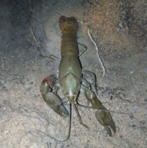 Cherax destructor at Paddys River, ACT - 15 Dec 2018