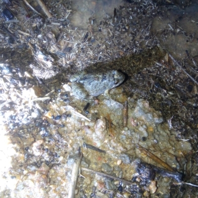 Crinia parinsignifera (Plains Froglet) at Paddys River, ACT - 15 Dec 2018 by ArcherCallaway