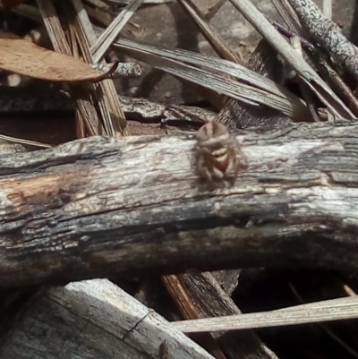 Maratus scutulatus (A jumping spider) at Stony Creek Nature Reserve - 14 Dec 2018 by ArcherCallaway