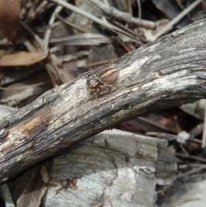 Maratus scutulatus at Carwoola, NSW - 15 Dec 2018 09:30 AM