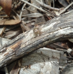 Maratus scutulatus at Carwoola, NSW - 15 Dec 2018 09:30 AM