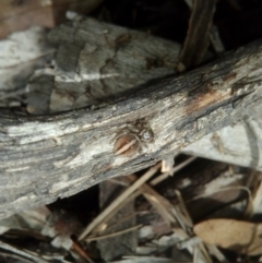 Maratus scutulatus at Carwoola, NSW - 15 Dec 2018 09:30 AM