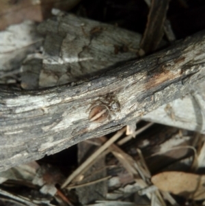 Maratus scutulatus at Carwoola, NSW - 15 Dec 2018 09:30 AM