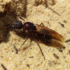 Unidentified Insect at Bawley Point, NSW - 15 Dec 2018 by GLemann