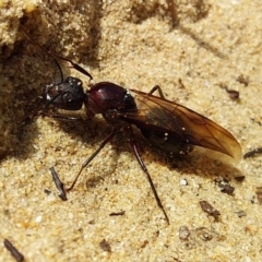 Camponotus sp. (genus) (A sugar ant) at Bawley Point, NSW - 15 Dec 2018 by GLemann