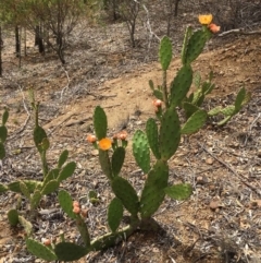 Opuntia elata (A Prickly Pear) at Deakin, ACT - 14 Dec 2018 by RWPurdie