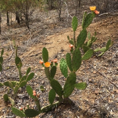 Opuntia elata (A Prickly Pear) at Red Hill to Yarralumla Creek - 14 Dec 2018 by RWPurdie