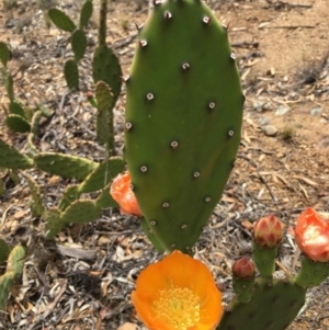 Opuntia elata at Deakin, ACT - 15 Dec 2018 12:00 AM