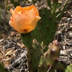 Opuntia elata at Deakin, ACT - 15 Dec 2018