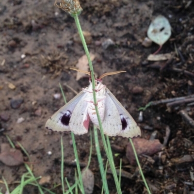 Arhodia lasiocamparia (Pink Arhodia) at Aranda, ACT - 15 Dec 2018 by KMcCue