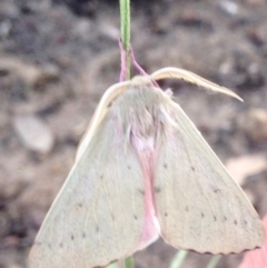 Arhodia lasiocamparia at Aranda, ACT - 16 Dec 2018 07:05 AM