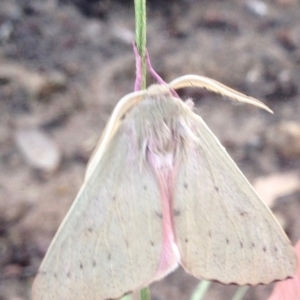 Arhodia lasiocamparia at Aranda, ACT - 16 Dec 2018 07:05 AM