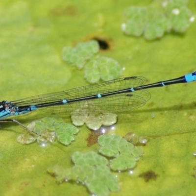 Austroagrion watsoni (Eastern Billabongfly) at Pearce, ACT - 15 Dec 2018 by Shell