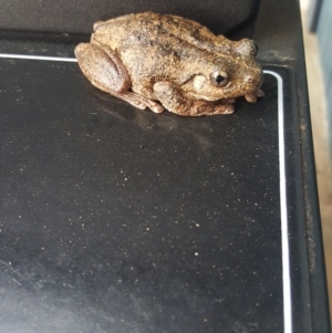 Litoria peronii at Jerangle, NSW - 15 Dec 2018