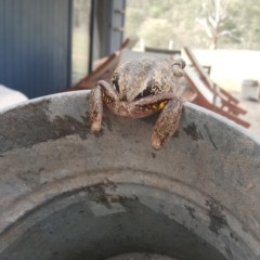 Litoria peronii at Jerangle, NSW - 15 Dec 2018