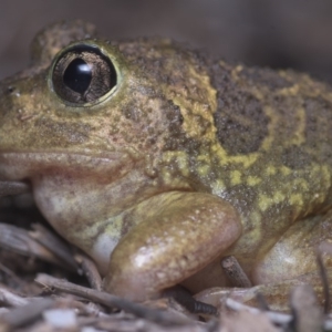 Neobatrachus sudellae at Watson, ACT - 15 Dec 2018 11:17 PM