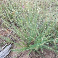 Lespedeza juncea subsp. sericea at Aranda, ACT - 10 Jan 2018