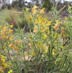 Daviesia genistifolia (Broom Bitter Pea) at Sutton, NSW - 11 Dec 2018 by purple66