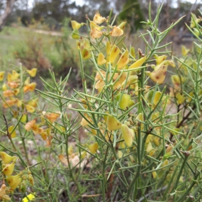 Daviesia genistifolia (Broom Bitter Pea) at Sutton, NSW - 10 Dec 2018 by purple66