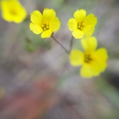 Linum trigynum (French Flax) at Sutton, NSW - 11 Dec 2018 by purple66