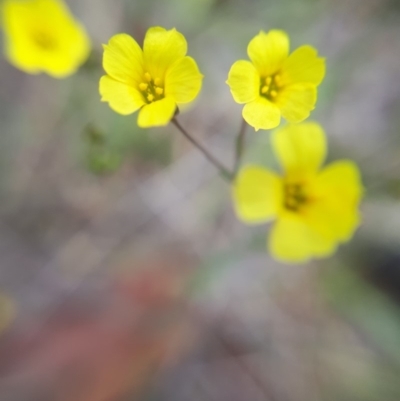 Linum trigynum (French Flax) at Sutton, NSW - 10 Dec 2018 by purple66