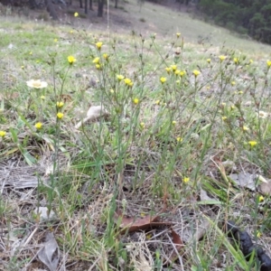 Linum trigynum at Sutton, NSW - 11 Dec 2018