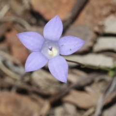 Wahlenbergia sp. (Bluebell) at Hackett, ACT - 29 Oct 2018 by silverseastarsong