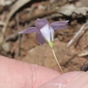 Wahlenbergia sp. at Hackett, ACT - 29 Oct 2018 12:00 AM