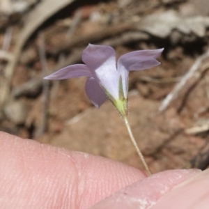 Wahlenbergia sp. at Hackett, ACT - 29 Oct 2018