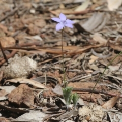 Wahlenbergia sp. at Hackett, ACT - 29 Oct 2018 12:00 AM