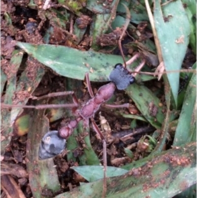 Myrmecia nigriceps (Black-headed bull ant) at Mount Ainslie - 14 Dec 2018 by Janechef