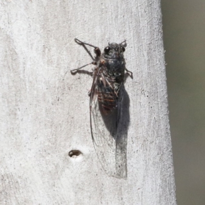 Pauropsalta mneme (Alarm Clock Squawker) at Mount Majura - 28 Oct 2018 by silversea_starsong