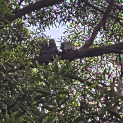 Callocephalon fimbriatum (Gang-gang Cockatoo) at Acton, ACT - 16 Dec 2018 by BenW