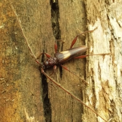 Epithora dorsalis (Longicorn Beetle) at Kambah, ACT - 16 Dec 2018 by ChickenLittle