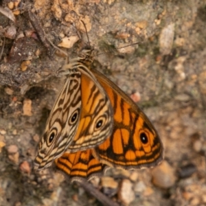 Geitoneura acantha at Paddys River, ACT - 15 Dec 2018 03:55 PM