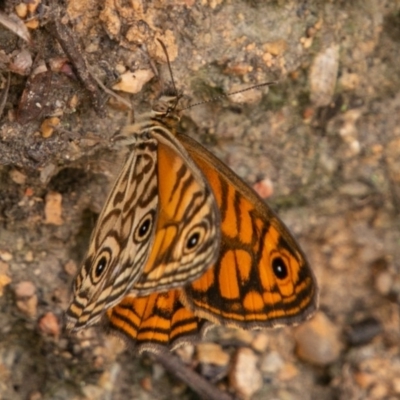 Geitoneura acantha (Ringed Xenica) at Tidbinbilla Nature Reserve - 15 Dec 2018 by SWishart