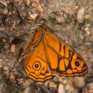 Geitoneura acantha at Paddys River, ACT - 15 Dec 2018