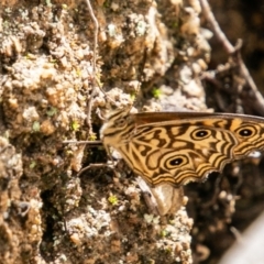 Geitoneura acantha at Paddys River, ACT - 15 Dec 2018 03:55 PM